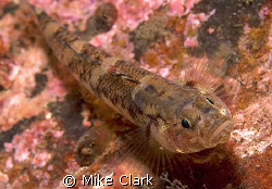 Goby on pink rocks by Mike Clark 